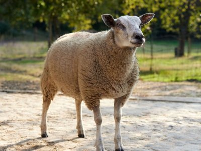 Concours de races cotentines et grande foire aux moutons