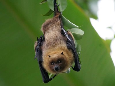 Sortie chauve-souris