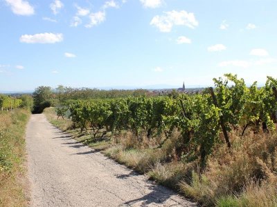 Petit-déj' en calèche : déambulation au coeur de la vigne