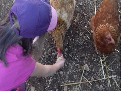 Une journée à la ferme
