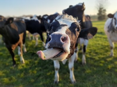 Visite de la ferme de Blas'lait