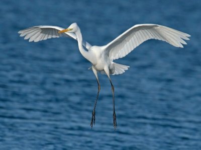 Balade ornithologique - pointe d’Agon