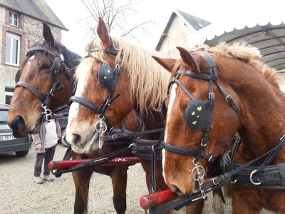Sortie attelage : Raconte-moi le D-Day à Omaha au rythme des chevaux