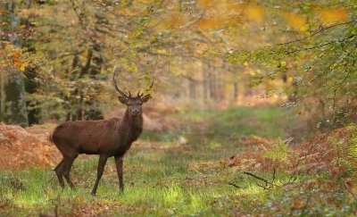 Les animaux nocturnes de la forêt de Cerisy