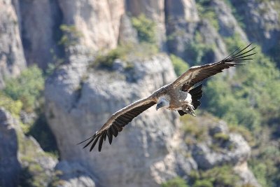 Oiseaux des causses et des gorges