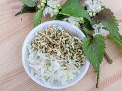 Plongée dans l'univers des plantes médicinales