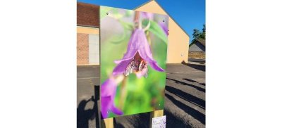 Exposition photographique : Poèmes de pollens