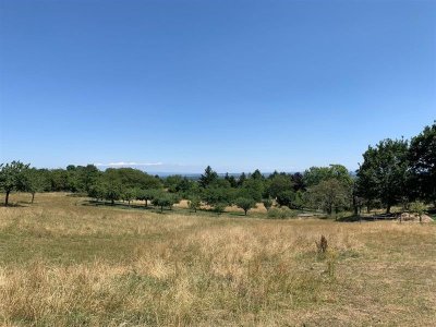Circuit accès PMR : Balade dans le Gottestal le vignoble