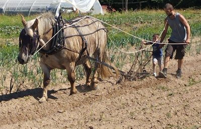 Naturellement visites : visites de la p'tite ferme de la cour
