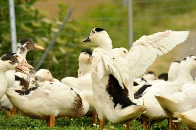 Démonstration de découpe de canard