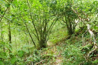 Sentier forestier de la ferme Légère