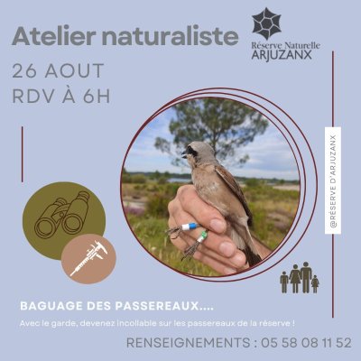 Baguage de passereaux