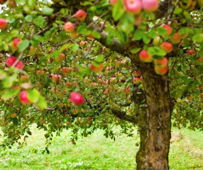Secrets et savoir-faire de la Ferme du Léché à Saulgé