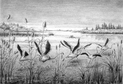 Exposition "Camargue sauvage"