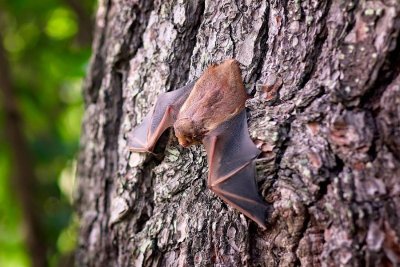Nuit Internationnale de la Chauve-souris
