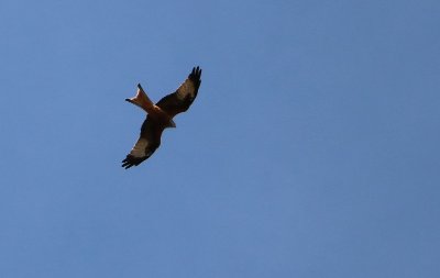 UN ÉTÉ AVEC LE PARC : LES GRANDS VOYAGEURS DE LA NATURE
