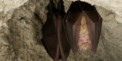 Cité des Paysages - Nuit internationale de la Chauve-Souris