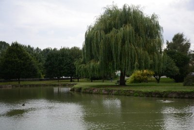 Avoine