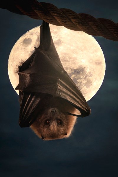 Nuit de la Chauve-souris