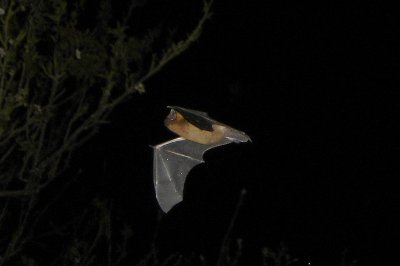 Nuit de la chauve-souris aux Mines d'Argent