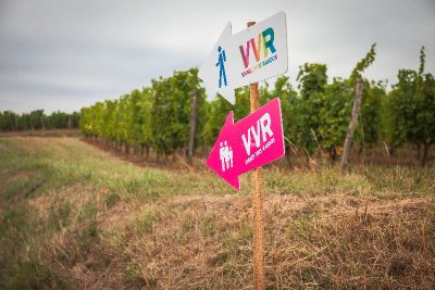 Vignes, Vins, Randos (Saumur-Vienne)