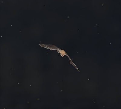 Nuit de la Chauve-souris