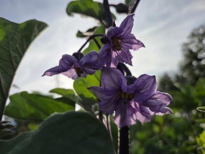 Ferme Obrecht : Couleurs et curiosités du potager