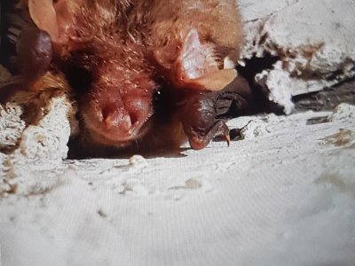 À l’écoute des chauves-souris