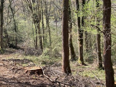 Refuge de fraîcheur, venez découvrir la vie secrète des forêts