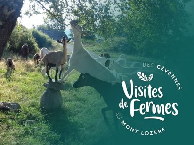 [COMPLET] VISITES DE FERMES 2026 : LA FERME DE FOLIE