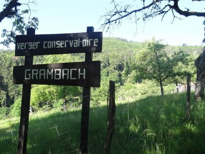 Marche santé Masevaux Parcours VITA