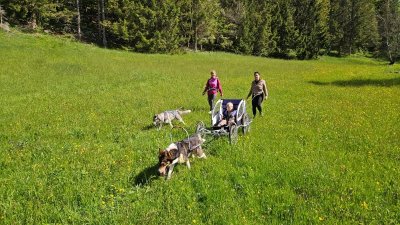 Cani rando et sulky familles