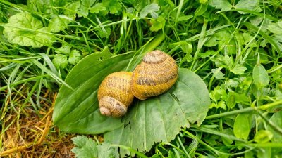 A la rencontre des escargots