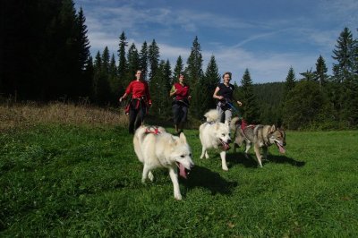 Visite de parc et immersion chiens de traineaux