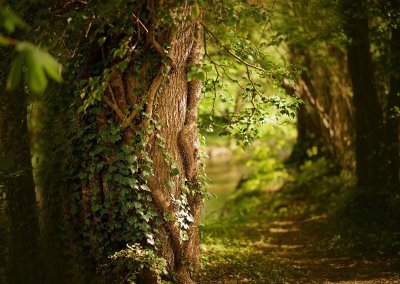 Bain de forêt