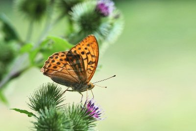 Sortie nature - A la recherche des nids de damier de la Succise