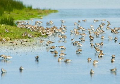 Venez compter les oiseaux limicoles !