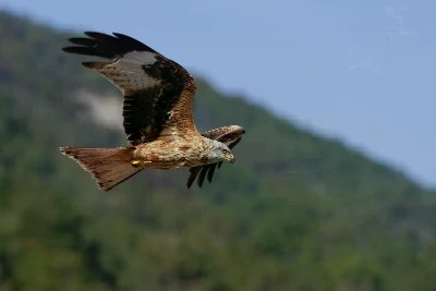 Animation de la LPO : Observation des oiseaux