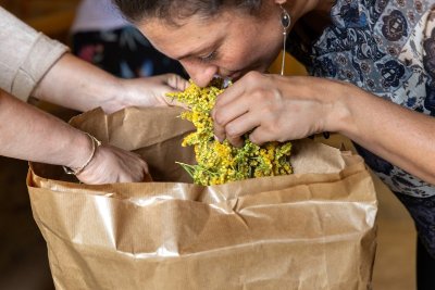 Découvrez les bienfaits des plantes sauvages - Septembre