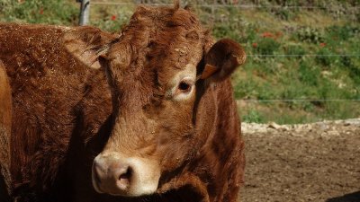 Comice agricole et brocante / foire commerciale