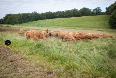 REPORTÉ - Plantes et Cie : pastoralisme et protohistoire