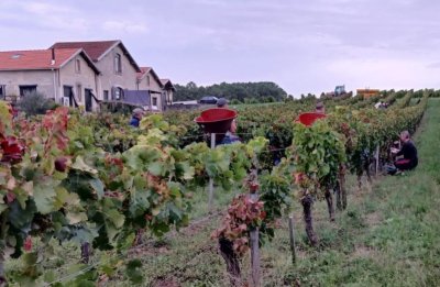 Fête des vendanges au vignoble Au pas du Cheval