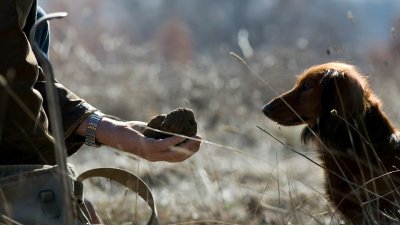 Musée de la Truffe du Ventoux