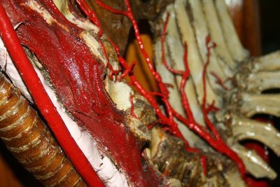 Musée d'Histoire de l'Enseignement Vétérinaire de Lyon