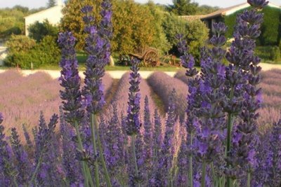 Maison de la Lavande Ardèche / Producteur-Distillateur & Musée