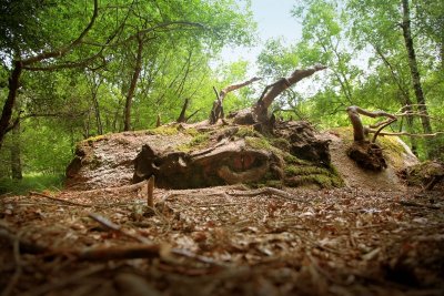 Sentier d'interprétation - La sagne de Puech Balmes
