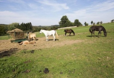 Le Paradis Konyka - Musée Vivant du Poney