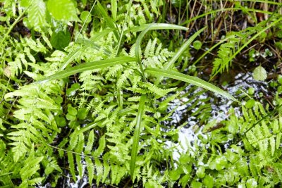 Fresques de l'Église St Georges à St Cirq Madelon