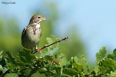 Candidatures | Prix de poésie 2026