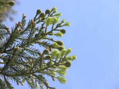 Arbre Remarquable - Le Séquoïa